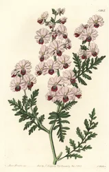 Schizanthus pinnatus humilis