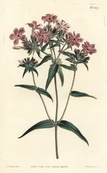 Flox della prateria - Flox peloso o lychnidea, Phlox pilosa