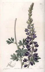 Lupino viola Variete