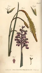 Orchidea viola, Orchis mascula, Gynandria