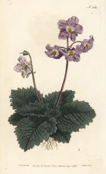Ramonda dei Pirenei