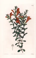 Clinopode rosso varietà - Incisa da S. Watts, da un