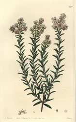 Soulangia rossa, Soulangia rubra