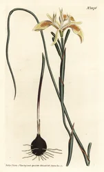 Moraea a foglie arrotolate, Moraea angusta