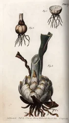 Radice e bulbo di gigli. Incisione a rame colorata, illustrazione di Sydenham Edwards per le Conferenze di Botanica, Giardino Botanico di Lambeth (Inghilterra)