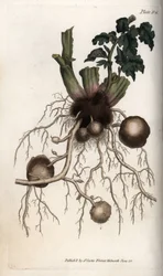 Radici e tuberi di una patata da seme (incisione colorata di Sydenham Edwards per le Conferences of Botanical, Botanical Garden of Lambeth)