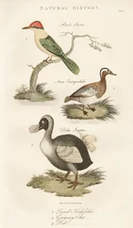 Martin pescatore sacro, marzaiola e dodo