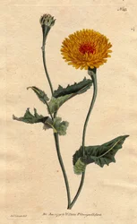 Scorsonera di Tangeri o erba vipera con foglia di papavero, fiori gialli con cuore cremisi