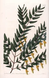 Scotia a rami lisci (incisione di S.Watts, illustrazione di Sarah Anne Drake, dal Botanical Register di Sydenham Edwards)