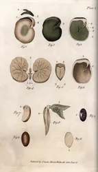 Semi e loro sezioni: varietà di fagiolo comune e seme di fico. Incisione a rame colorata, illustrazione di Sydenham Edwards per le Conferenze di Botanica, Giardino Botanico di Lambeth (Inghilterra)