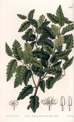 Schinus latifolia, varietà di pepe