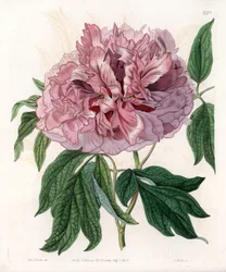 Peonia arbustiva o peonia delle pecore - Tavola incisa da S. Watts, da un