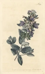 Teucrio fruticans (Teucrium latifolium)
