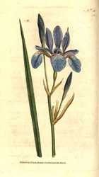 Iris siberiano, Iris sibirica