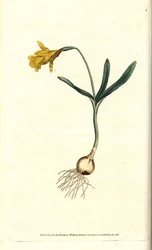 Narciso piccolo (incisione a mano colorata di James Sowerby dal The Botanical Magazine di William Curtis)