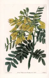 Sophora sudamericana varietà
