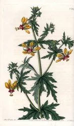 Papavero speziato