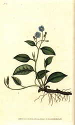 Omphalodes primaverile o Borragine primaverile - Omphalodes verna