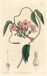 Echite stellare, nativa del Brasile