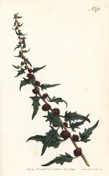 Spinacio fragola nella baguette - Farinello foglioso, Chenopodium foliosum (Blito a spiga, Blitum virgatum). Inciso da Sansom da un