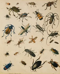 Studi di Insetti