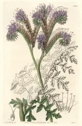 Phacelia a foglia di tanaceto, originaria della California - Acquaforte di S. Watts da un