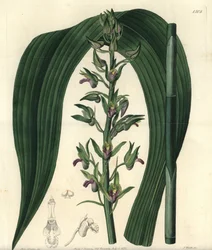 Varietà di orchidea terrestre - Orchidea cocco selvatica, Eulophia alta (cirtopodio di Woodford, Cyrtopodium woodfordii). Incisione su rame colorata a mano di S. Watts da un
