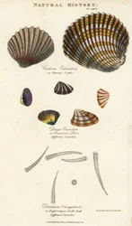 Cardio spinoso, Cardium echinatum, purr troncato, Donax crenulata, e conchiglia dentale a otto costole, Dentalium octangulatum. Incisione su rame colorata a mano da Sydenham Edwards, da Pantologia, a New Encyclopedia di John Mason Good, G. Kearsley, Londra
