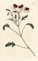 Geranio tricolore, Pelargonium tricolor