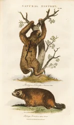 Bradipo tridattilo e marmotta alpina