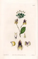 Tre denti Lepanthe - Tavola incisa da S. Watts, da un