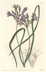 Triteleia o brodiacea lache