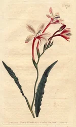 Tritonia crispa