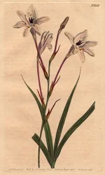 Tritonia a lungo tubo, con steli rosa e fiori bianchi venati di rosa