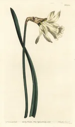 Narciso a tromba - Narciso spagnolo bianco più piccolo, Narcissus pseudonarcissus subsp. moschatus