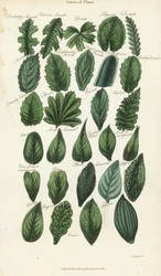 Tipi di foglie di piante. Incisione a mano colorata su rame dopo Sydenham Edwards dal Pantologia di John Mason Good, una nuova enciclopedia, G. Kearsley, Londra