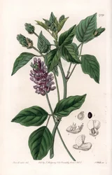 Variete de Psoralea
