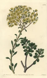 Sempervivum villosum