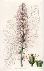 Francoa con foglie lattiginose, endemica in Cile