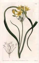 Varietà di Triteleia o brodelea, con fiori gialli, nativa della California