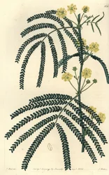 Varietà di acacia - Acacia a foglie di felce, Acacia pentadenia