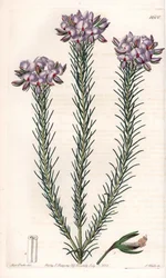 Gompholobium, varietà di leguminose