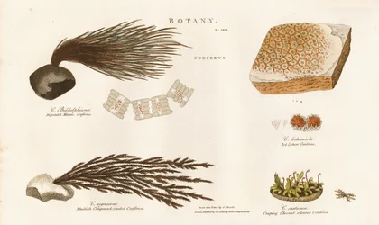 Varie specie di alghe (Conferva)