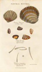 Varie specie di conchiglie