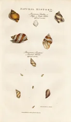 Varie specie di moscardini