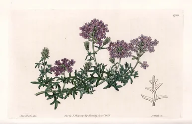 Verbena multifida