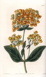 Calceolaria viscosa (o piccola pantofola) - Tavola incisa da S. Watts, da un