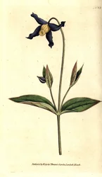 Clematide a foglia intera - Clematis integrifolia