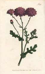 Cineraria selvatica - Senecio elegans