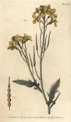 Ravanello selvatico, Raphanus raphanistrum, Siliquosa